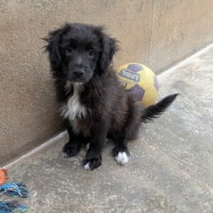 CHIOT