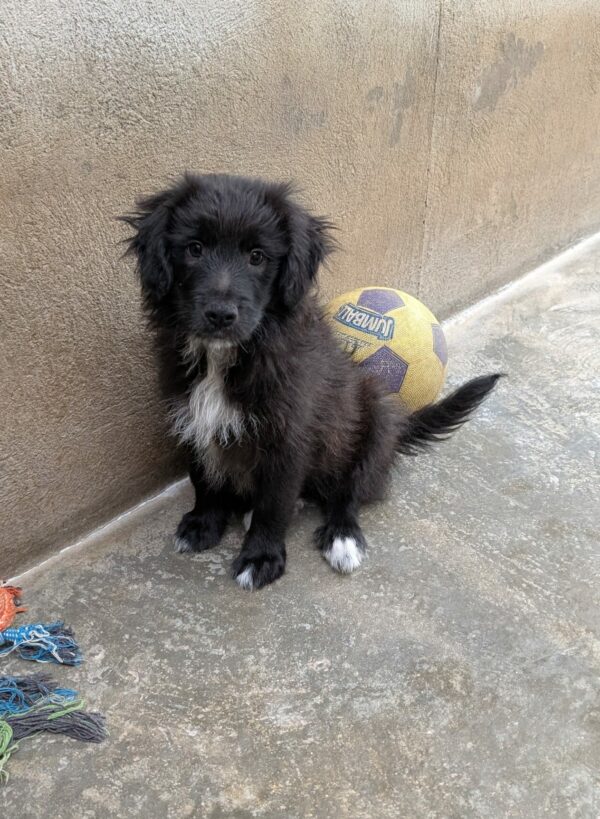 CHIOT