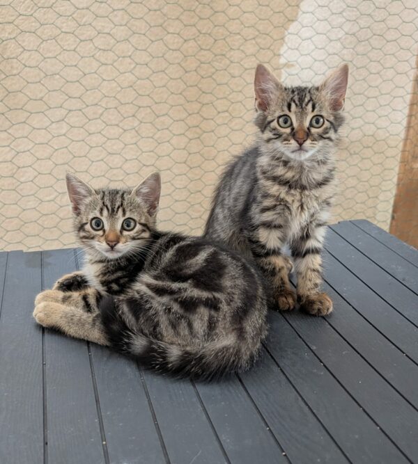 CHATONS