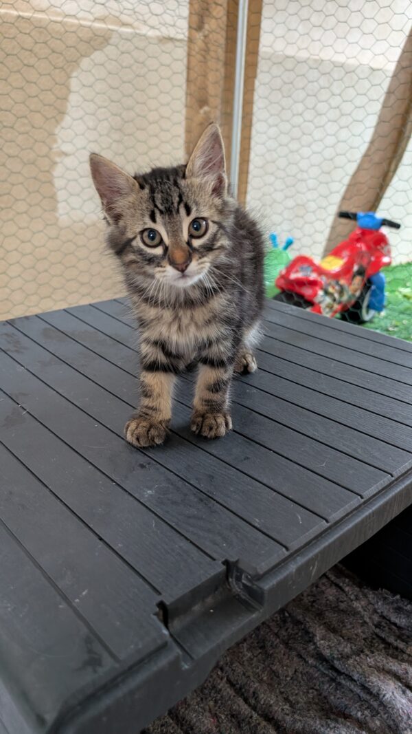 CHATONS – Image 2