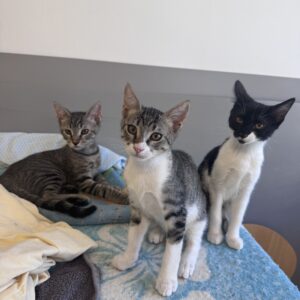 CHATONS JUILLET
