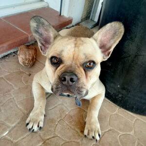 CLOVIS