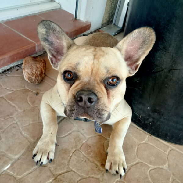 CLOVIS