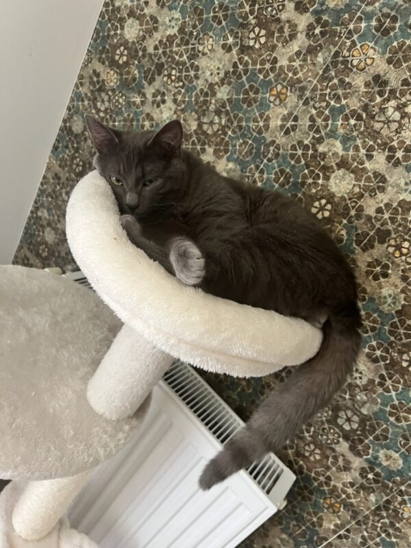 YUKI – Image 2