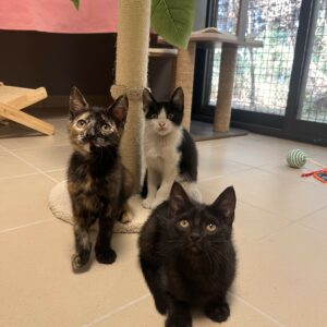 CHATONS