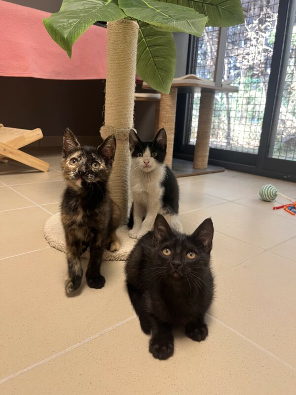 CHATONS