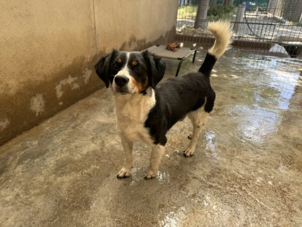 SAMY