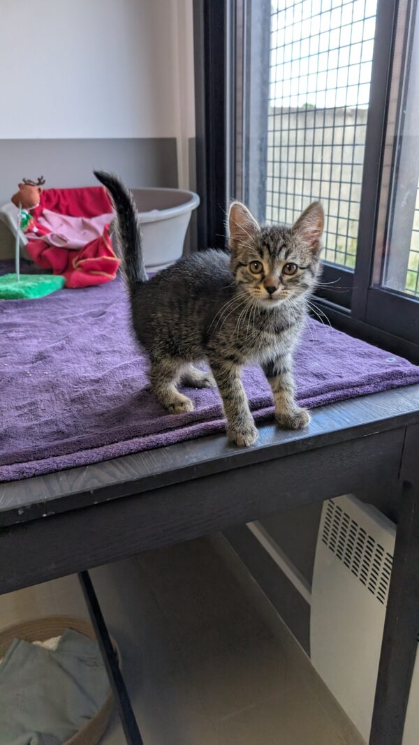 CHATON – Image 2
