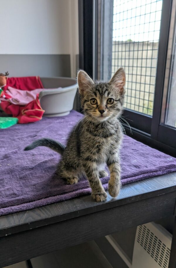CHATON