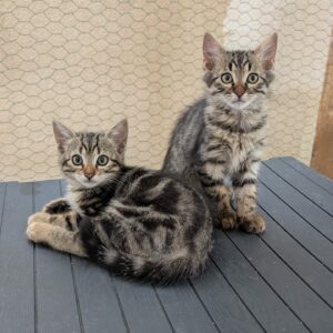 CHATONS