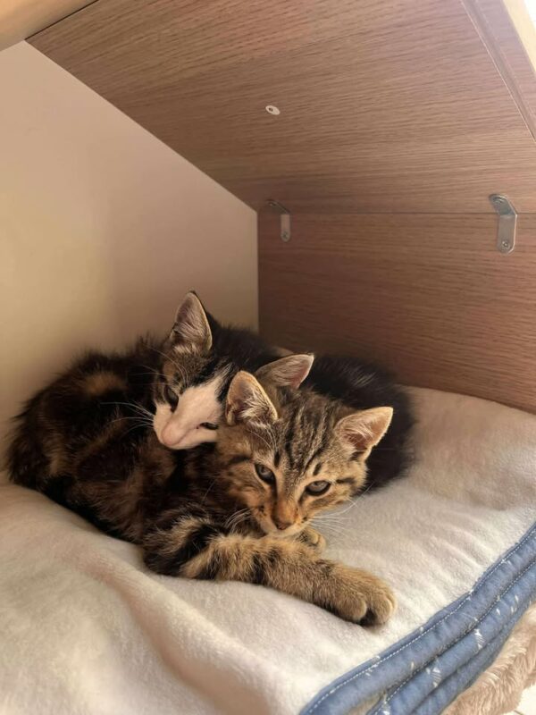 CHATONS – Image 3