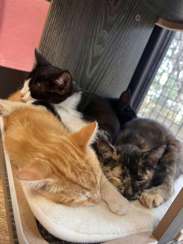 CHATONS – Image 2