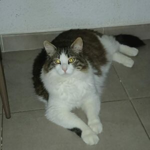 GRIZOU