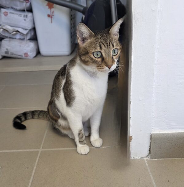 ROMY
