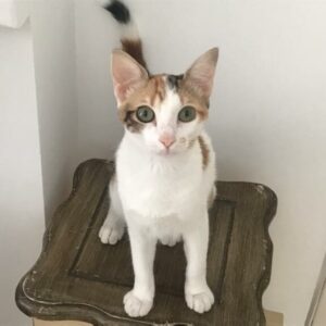 HERA