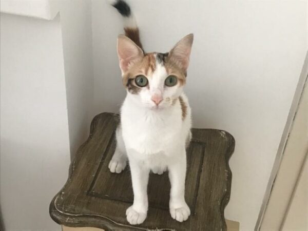 HERA