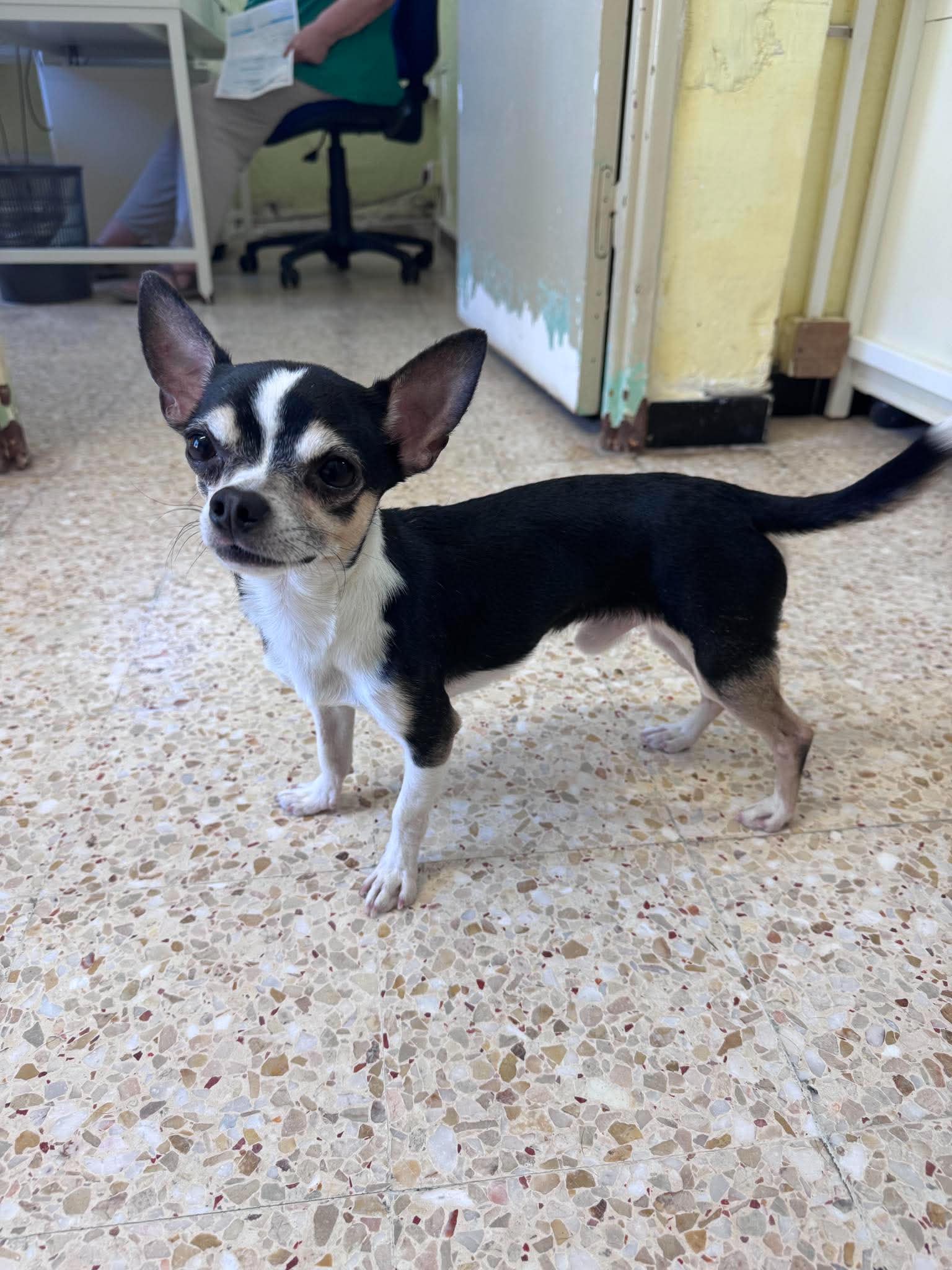 TOBI